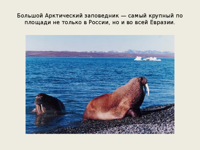 Большой Арктический заповедник — самый крупный по площади не только в России, но и во всей Евразии. 