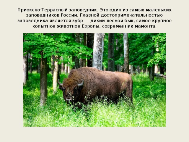 Приокско-Террасный заповедник. Это один из самых маленьких заповедников России. Главной достопримечательностью заповедника является зубр — дикий лесной бык, самое крупное копытное животное Европы, современник мамонта. 