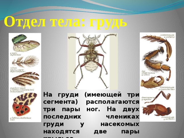Отдел тела: грудь На груди (имеющей три сегмента) располагаются три пары ног. На двух последних члениках груди у насекомых находятся две пары крыльев. 