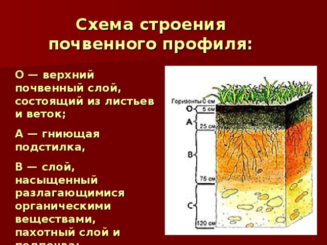 Схема строения почвенного профиля: О — верхний почвенный слой, состоящий из листьев и веток; А — гниющая подстилка, В — слой, насыщенный разлагающимися органическими веществами, пахотный слой и подпочва; С — обломки 
