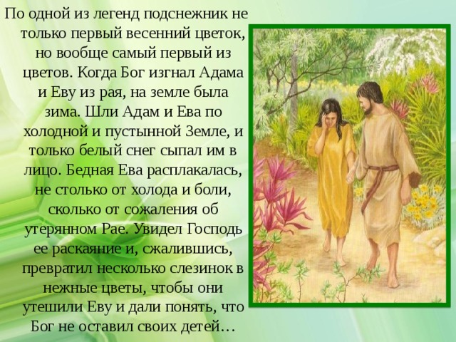 По одной из легенд подснежник не только первый весенний цветок, но вообще самый первый из цветов. Когда Бог изгнал Адама и Еву из рая, на земле была зима. Шли Адам и Ева по холодной и пустынной Земле, и только белый снег сыпал им в лицо. Бедная Ева расплакалась, не столько от холода и боли, сколько от сожаления об утерянном Рае. Увидел Господь ее раскаяние и, сжалившись, превратил несколько слезинок в нежные цветы, чтобы они утешили Еву и дали понять, что Бог не оставил своих детей… 