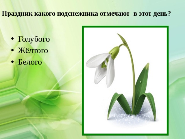 Праздник какого подснежника отмечают в этот день?   Голубого Жёлтого Белого 
