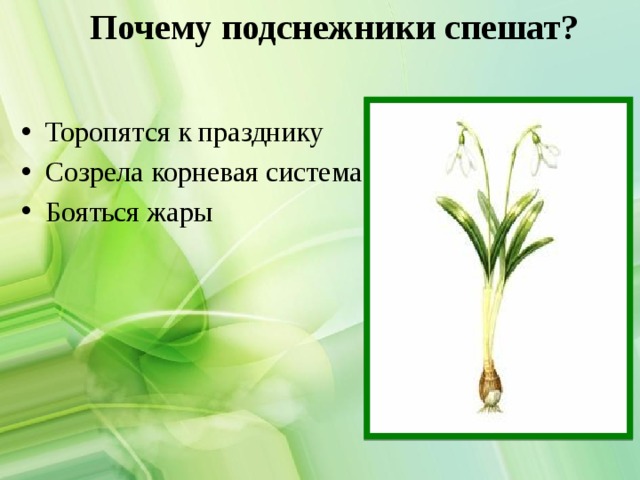 Почему подснежники спешат? Торопятся к празднику Созрела корневая система Бояться жары 