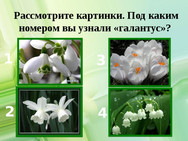 Рассмотрите картинки. Под каким номером вы узнали «галантус»? 1 3 2 4 