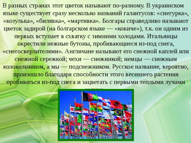 В разных странах этот цветок называют по-разному. В украинском языке существует сразу несколько названий галантусов: «снегурка», «козулька», «билявка», «мартивка». Болгары справедливо называют цветок задирой (на болгарском языке — «кокиче»), т.к. он одним из первых вступает в схватку с зимними холодами. Итальянцы окрестили нежные бутоны, пробивающиеся из-под снега, «снегосверлителями». Англичане называют его снежной каплей или снежной сережкой; чехи — снежинкой; немцы — снежным колокольчиком, а мы — подснежником. Русское название, вероятно, произошло благодаря способности этого весеннего растения пробиваться из-под снега и зацветать с первыми теплыми лучами солнца.   