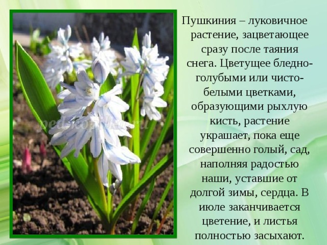 Пушкиния – луковичное растение, зацветающее сразу после таяния снега. Цветущее бледно-голубыми или чисто-белыми цветками, образующими рыхлую кисть, растение украшает, пока еще совершенно голый, сад, наполняя радостью наши, уставшие от долгой зимы, сердца. В июле заканчивается цветение, и листья полностью засыхают. 