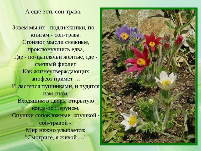 А ещё есть сон-трава.   Зовем мы их - подснежники, по книгам - сон-трава,  Сгоняют мысли снежные, проклюнувшись едва,  Где - по-цыплячьи жёлтые, где - светлый фиолет,  Как жизнеутверждающих апофеоз примет …  И ластятся пушинками, и чудятся нам сном,  Входящим в дверь, открытую когда-то Перуном,  Опушки сопок южные, опушкой - сон-травой -   Мир нежно улыбается: 