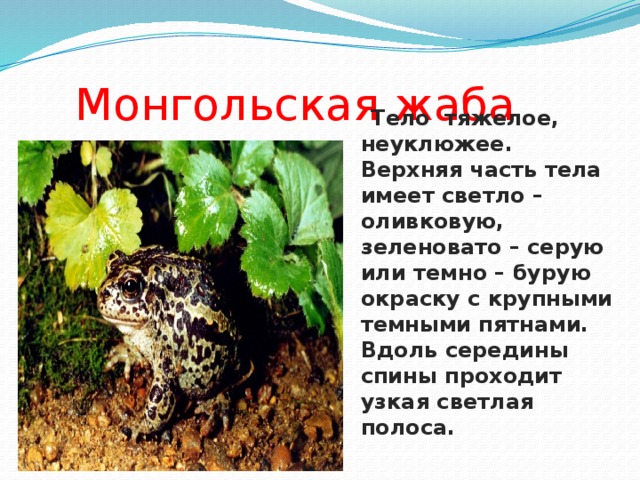 Монгольская жаба  Тело тяжелое, неуклюжее. Верхняя часть тела имеет светло – оливковую, зеленовато – серую или темно – бурую окраску с крупными темными пятнами. Вдоль середины спины проходит узкая светлая полоса.