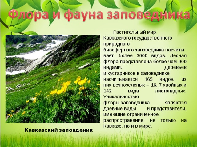 Природа кубани презентация