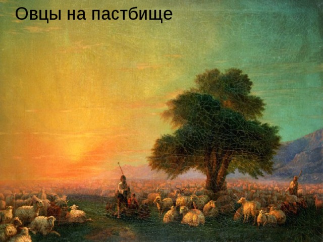 Овцы на пастбище 
