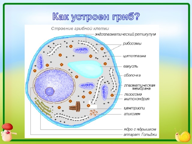 Грибная клетка презентация