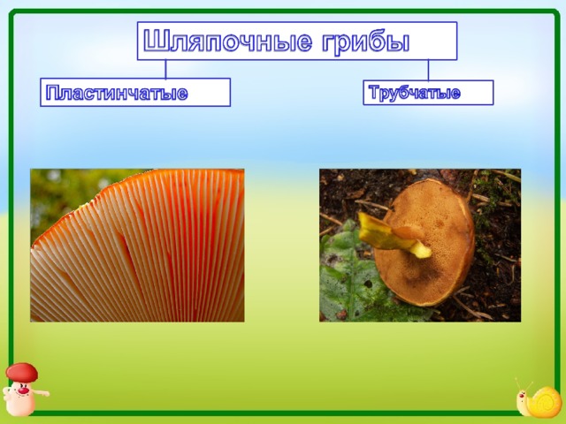 Трубчатые. Шляпочные и пластинчатые грибы. Шляпочные грибы трубчатые и пластинчатые. Трубчатые и пластинчатые грибы 5 класс. Шляпочные трубчатые грибы Шляпочные пластинчатые грибы.