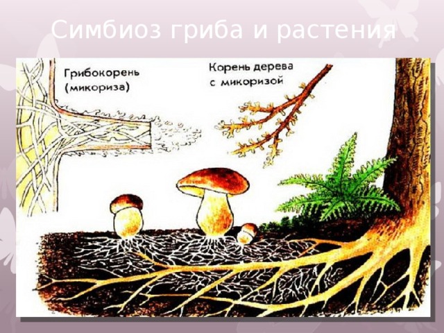 Симбиоз гриба и растения 