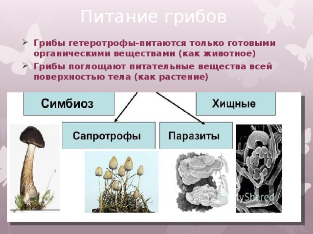 Питание грибов Грибы гетеротрофы-питаются только готовыми органическими веществами (как животное) Грибы поглощают питательные вещества всей поверхностью тела (как растение) 