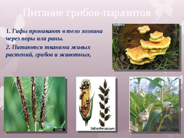 Питание грибов-паразитов 1. Гифы проникают в тело хозяина через поры или раны. 2. Питаются тканями живых растений, грибов и животных, 