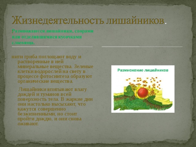 :  нити гриба поглощают воду и растворенные в ней минеральные вещества. Зеленые клетки водорослей на свету в процессе фотосинтеза образуют органические вещества.  Лишайники впитывают влагу дождей и туманов всей поверхность тела. В жаркие дни они настолько высыхают, что кажутся совершенно безжизненными, но стоит пройти дождю, и они снова оживают. 