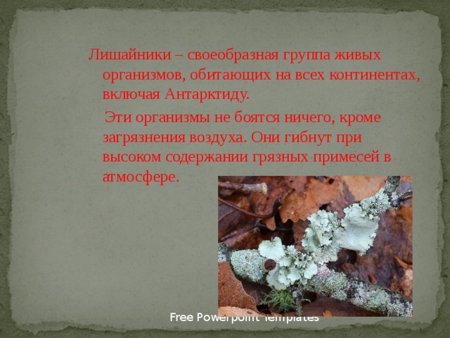 Лишайники – своеобразная группа живых организмов, обитающих на всех континентах, включая Антарктиду.  Эти организмы не боятся ничего, кроме загрязнения воздуха. Они гибнут при высоком содержании грязных примесей в атмосфере. Free Powerpoint Templates 