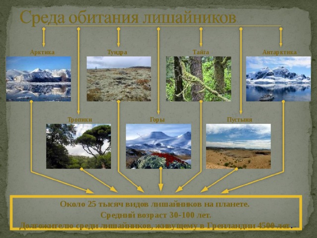 Тундра Арктика Тайга Антарктика Тропики Горы Пустыня Около 25 тысяч видов лишайников на планете.  Средний возраст 30-100 лет.  Долгожителю среди лишайников, живущему в Гренландии 4500 лет . 