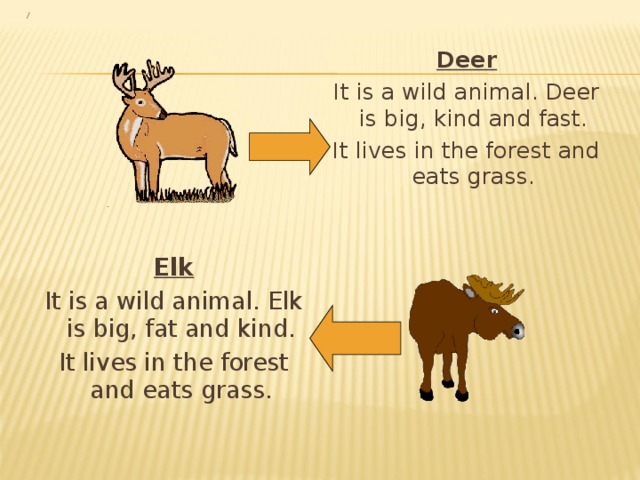 Deer It is a wild animal. Deer is big, kind and fast. It lives in the forest and eats grass. Elk It is a wild animal. Elk is big, fat and kind. It lives in the forest and eats grass. 