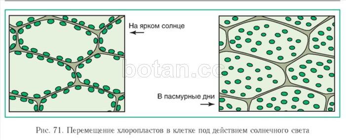 Движение цитоплазмы способствует перемещению