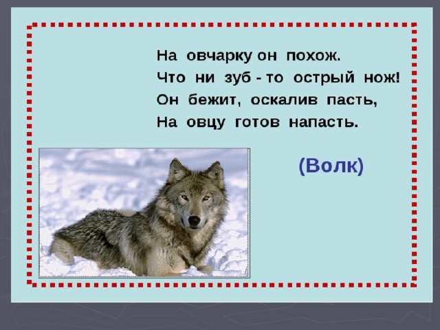 Текст лесные звери. Загадка про волка. Загадка про волка для детей. Волк загадки про животных для детей. Загадка про волка 1 класс.