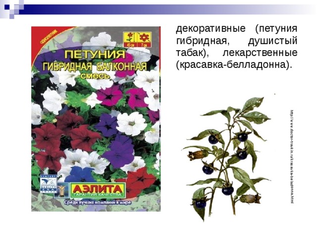 http://www.doctor-travkin.ru/krasavka-beladonna.html  декоративные (петуния гибридная, душистый табак), лекарственные (красавка-белладонна). 