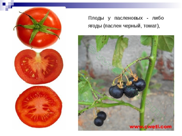  Плоды у пасленовых - либо ягоды (паслен черный, томат),  