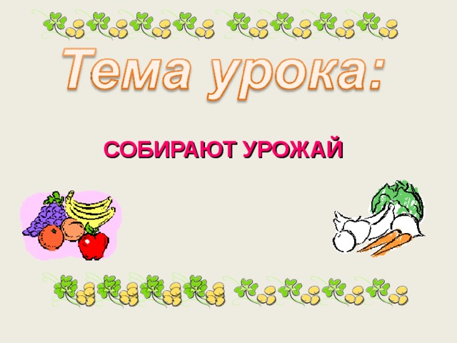 СОБИРАЮТ УРОЖАЙ 