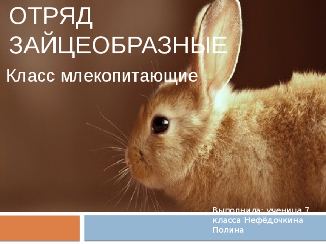 Отряд зайцеобразные Класс млекопитающие Выполнила: ученица 7 класса Нефёдочкина Полина 