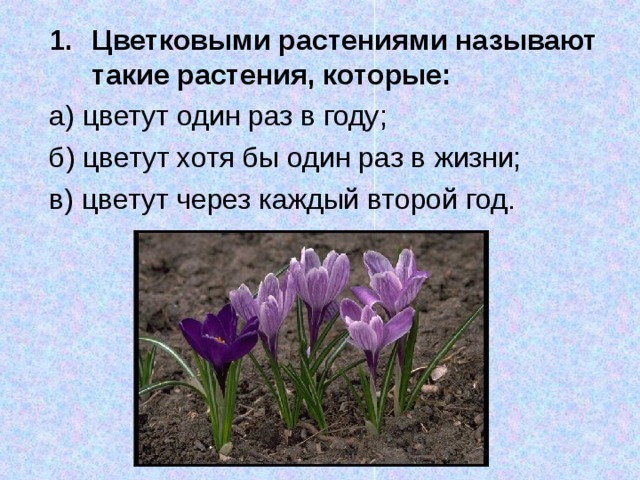 Цветковыми растениями называют такие растения, которые: