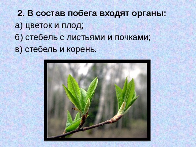 2. В состав побега входят органы:  а) цветок и плод; б) стебель с листьями и почками; в) стебель и корень.