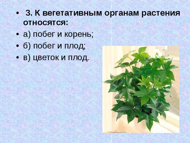3. К вегетативным органам растения относятся: а) побег и корень; б) побег и плод; в) цветок и плод.