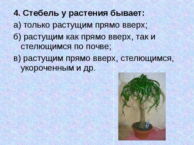 4. Стебель у растения бывает:  а) только растущим прямо вверх; б) растущим как прямо вверх, так и стелющимся по почве; в) растущим прямо вверх, стелю­щимся, укороченным и др.