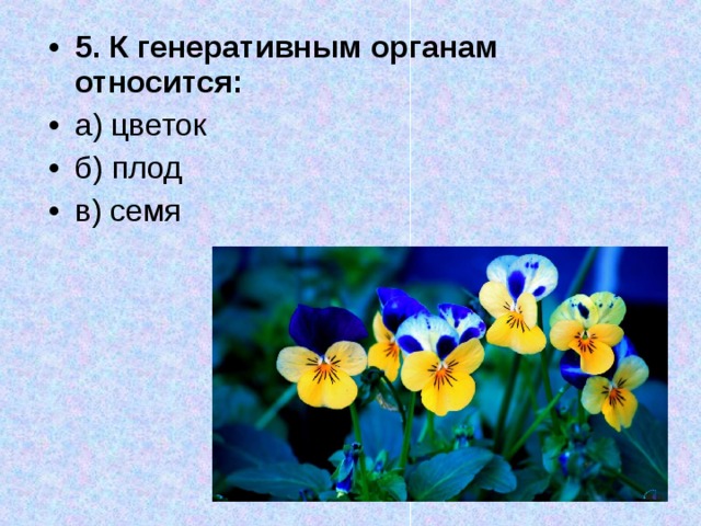 5. К генеративным органам относится: а) цветок б) плод в) семя