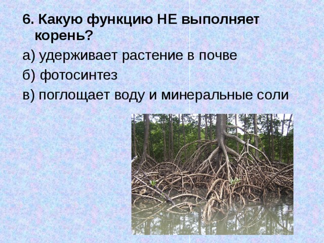 Какие функции выполняют корни растений 6 класс. Какую функцию выполняет корень растения. Функции корневой системы дерева. Удерживает растение в почве.