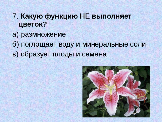 7. Какую функцию НЕ выполняет цветок? а) размножение б) поглощает воду и минеральные соли в) образует плоды и семена