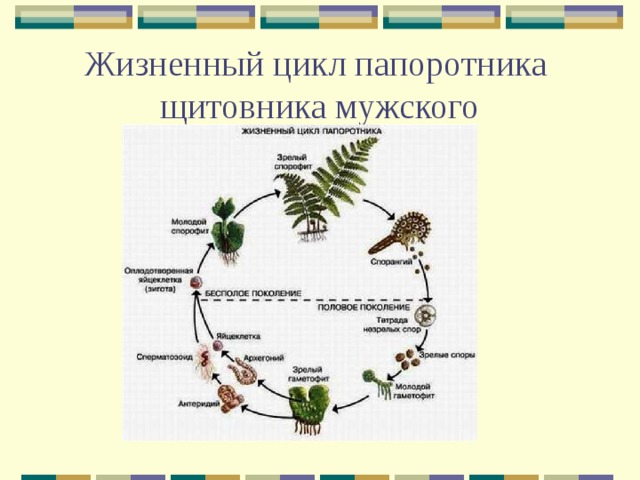 Жизненный цикл папоротника  щитовника мужского 