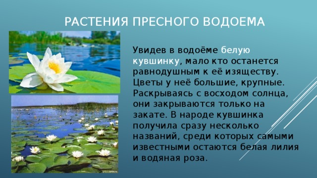 Презентация пресный водоем 4 класс