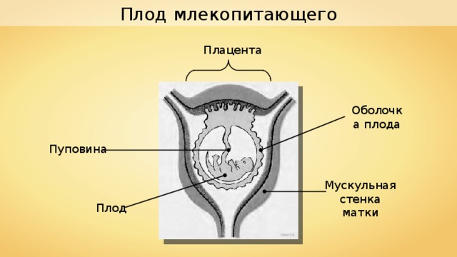 Каким номером на рисунке обозначена часть эмбриона млекопитающего которая участвует в газообмене