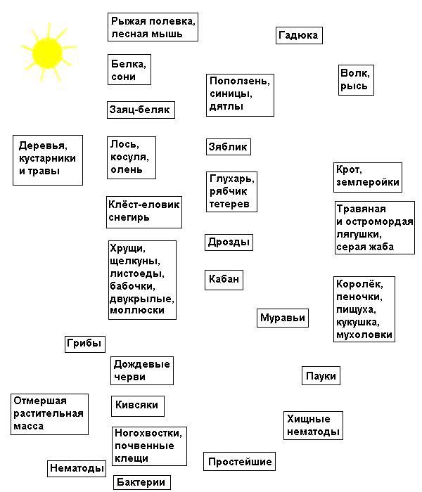 Трофические группы и примеры