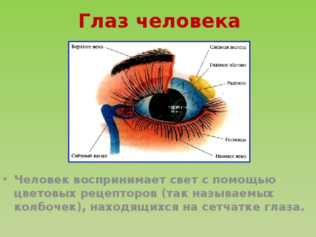 Глаз человека Человек воспринимает свет с помощью цветовых рецепторов (так называемых колбочек), находящихся на сетчатке глаза. 
