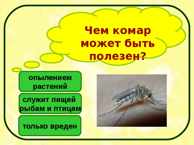 Чем комар может быть полезен? опылением растений служит пищей рыбам и птицам только вреден