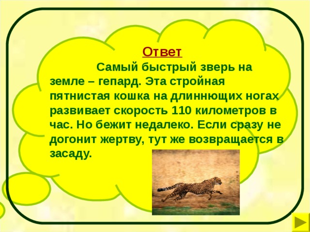 Ответ   Самый быстрый зверь на земле – гепард. Эта стройная пятнистая кошка на длиннющих ногах развивает скорость 110 километров в час. Но бежит недалеко. Если сразу не догонит жертву, тут же возвращается в засаду.