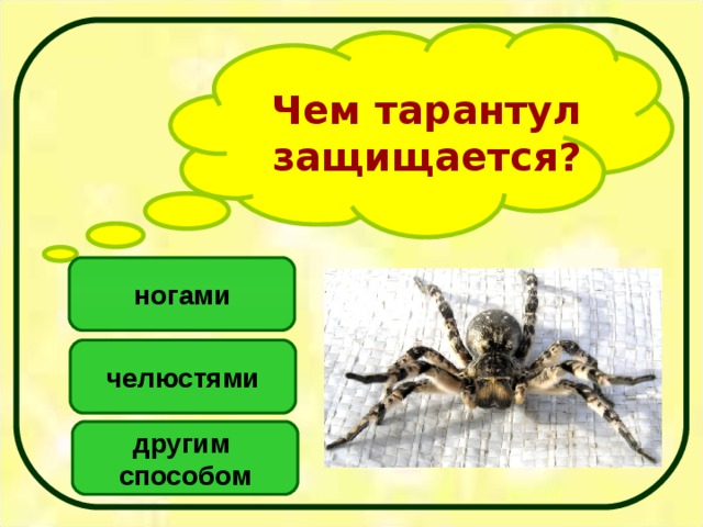 Чем тарантул защищается? ногами челюстями другим способом