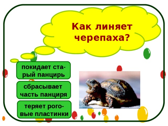 Как линяет черепаха? покидает ста- рый панцирь сбрасывает часть панциря теряет рого- вые пластинки