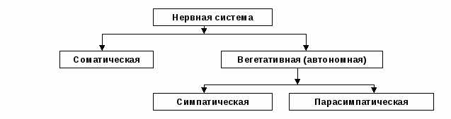 Составь верную схему функционального деления нервной системы человека