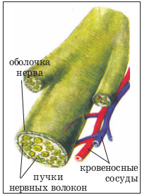 Строение нерва оболочки. Оболочки нерва. Оболочки нервов. Нервы оболочки нервов. Оболочка нерва название.