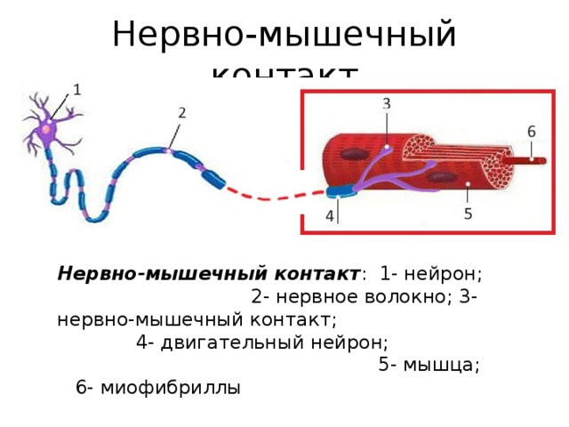 Нервно мышечная система. Нервно мышечный контакт. Понятие нервно мышечного контакта. Нервно мышечная проводимость. Нарушение нейромышечных контактов это.