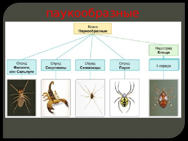 Многообразие паукообразных и их значение в природе и жизни человека план презентации