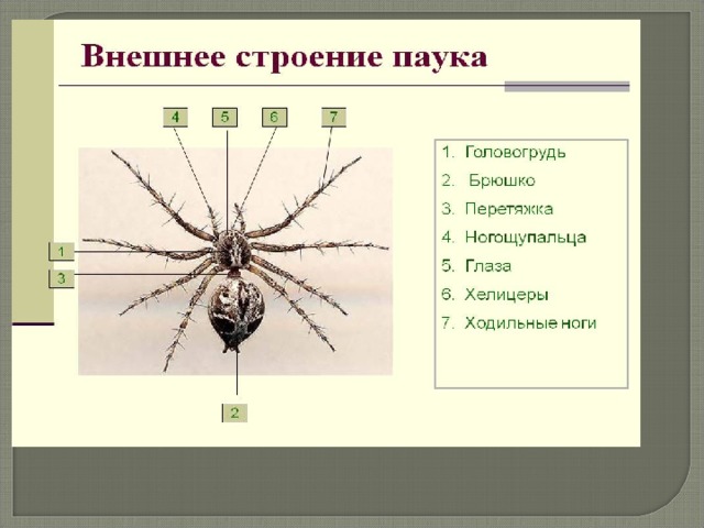 Укажите тип симметрии животного изображенного на рисунке олень